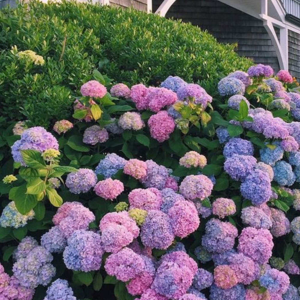 Meet your Posher, Alizae